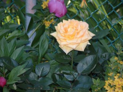 Yellow Rose in the Garden