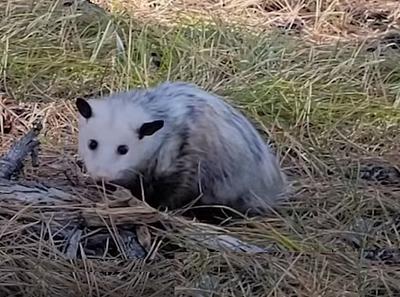 Opossum in Mississauga