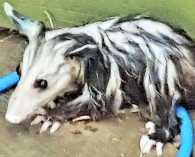 Young Possum just out of the pool